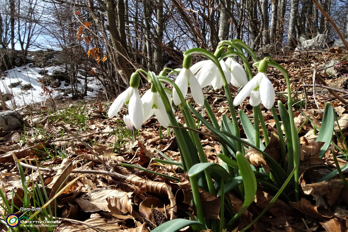 41 Galanthus nivalis ( Bucaneve).JPG